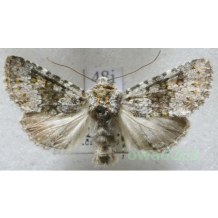 Hecatera dysodea (Denis & Schiffermüller, 1775) Czech48i